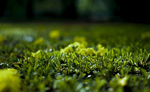 selective-focus photo of green grass thumbnail