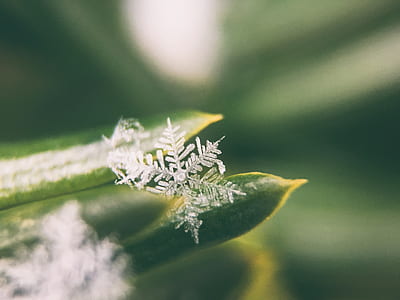 microscopic snowflake thumbnail