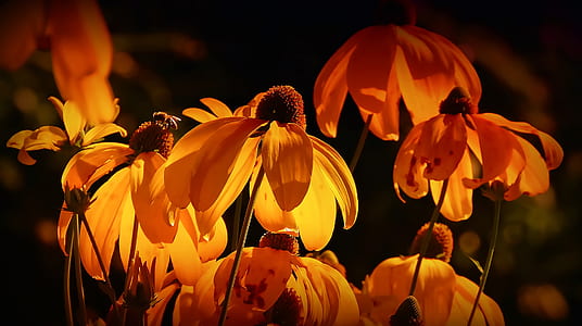 macro shot of orange flowers thumbnail