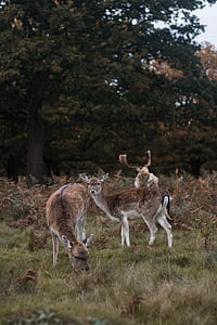 brown deers in field thumbnail