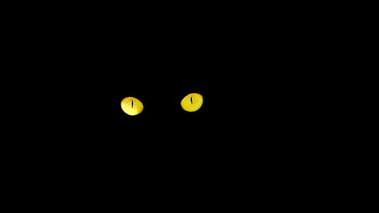 black cat, eyes, cat's eyes, night, yellow thumbnail