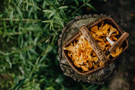Picking mushrooms chantarelle in the woods thumbnail