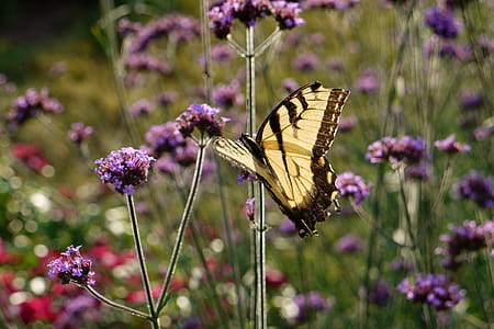 Yellow and Black Butterfly on Flower thumbnail