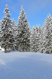 pine trees with snow thumbnail
