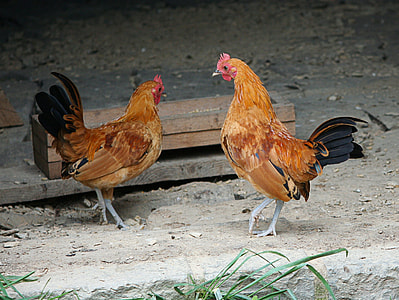 two brown chickens on gray soil thumbnail