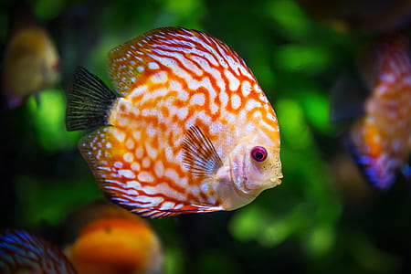 orange and white discus fish thumbnail