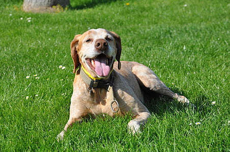dog in collar lying on grass thumbnail