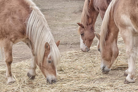 three brown horses on hay thumbnail
