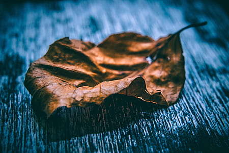 brown dried leaf on gray panel thumbnail