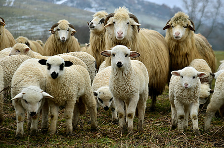 panoramic photography of flock of sheeps thumbnail