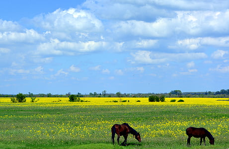 two brown horses on green grass field under blue sky and white clouds during daytime thumbnail