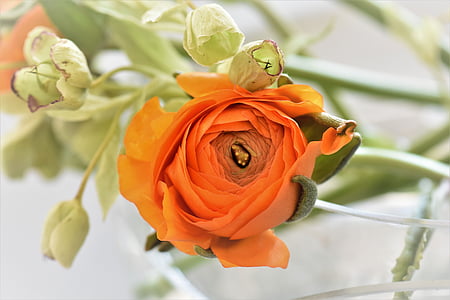 shallow focus photography of orange flower thumbnail