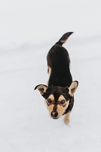 The Strange Dog thumbnail
