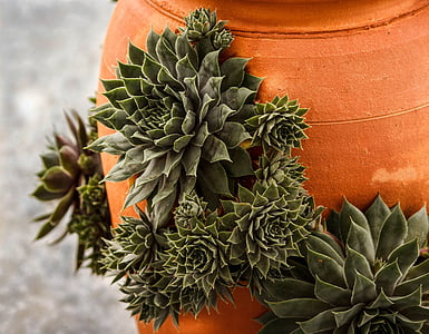 green succulent plants thumbnail