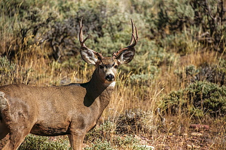shallow focus photography of brown reindeer thumbnail
