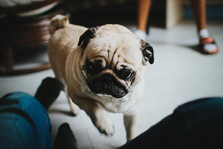 adult fawn pug thumbnail