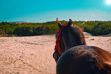 Close-up Photo of Brown Horse thumbnail