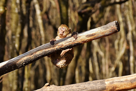 brown and white monkey hanging on tree thumbnail