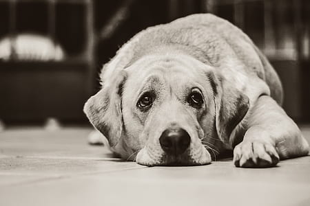 greyscale photo of dog lying on floor thumbnail