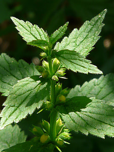 Ordinary Goldnessel, Forest Plant thumbnail