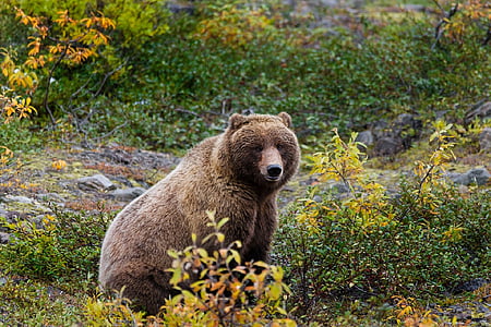 bear sitting down with leaves thumbnail