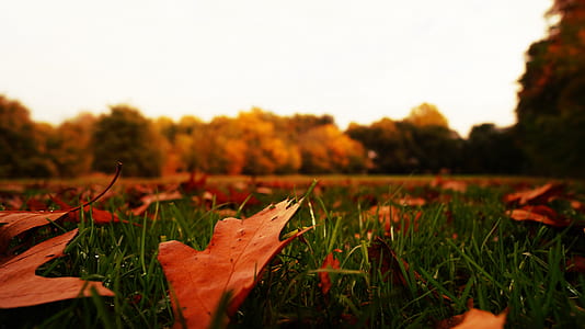 nature, sky, forest, trees thumbnail