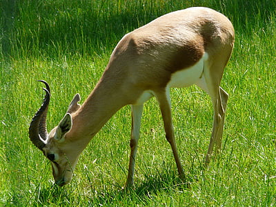 brown goat thumbnail