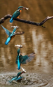 kingfisher, bird, alcedo atthis, winged, animal, feathered thumbnail