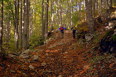 two person walking on brown pathway thumbnail