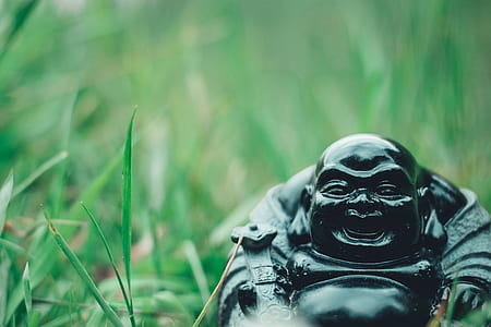 Budai on green grass during daytime thumbnail