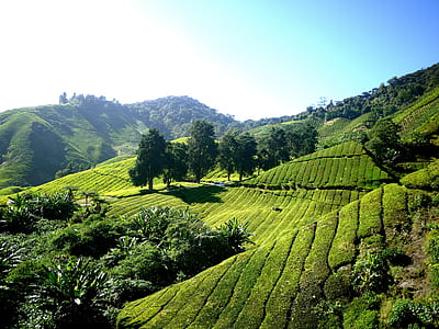 green grass field on mountain at daytime thumbnail