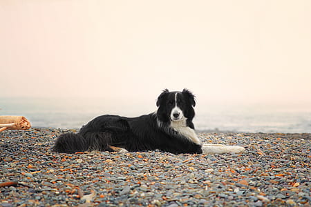 white and black dog lying on pebbles thumbnail