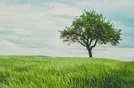 green tree surrounded by tree during daytime thumbnail