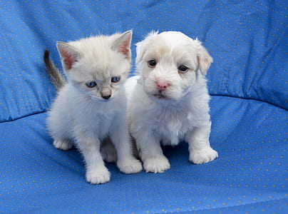 long-coated white puppy and kitten sits on top of sofa at daytime thumbnail