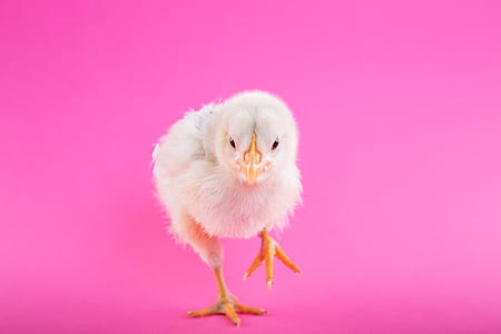 bird, animal, cute, chick thumbnail