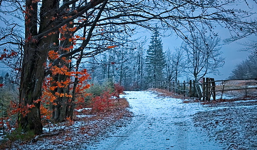 photo of trees field with snow thumbnail