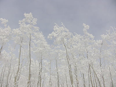 white petaled tree under clear sky thumbnail