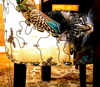 Short-coated Gray Tabby Cat on White and Black Floral Swoop Chair thumbnail
