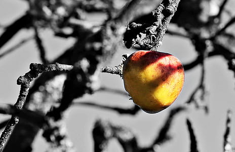 apple fruit thumbnail