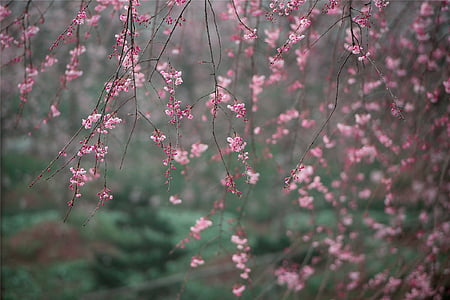 shallow focus photography of senbonzakura cherry blossom tree thumbnail