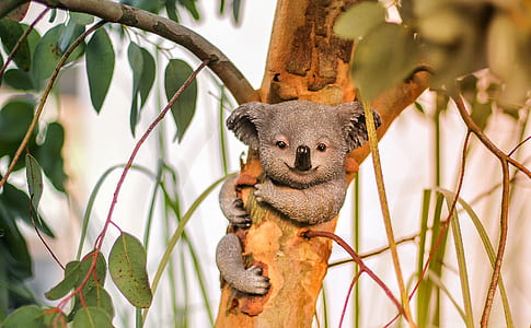 gray koala toy on brown wooden tree branch thumbnail
