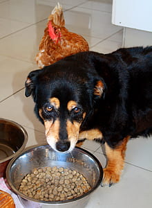 dog and chicken near the bowl thumbnail