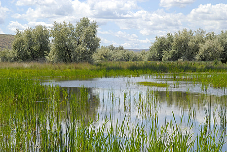 body of water near green leaf tree at daytime thumbnail