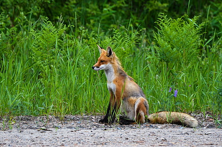 photo of brown fox thumbnail