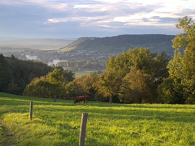brown horse eating grass on field during daytime thumbnail