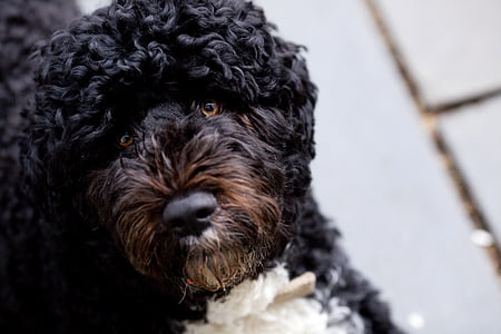 adult black and white poodle thumbnail
