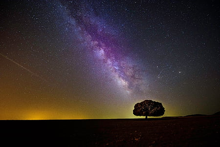 green tree in night time thumbnail