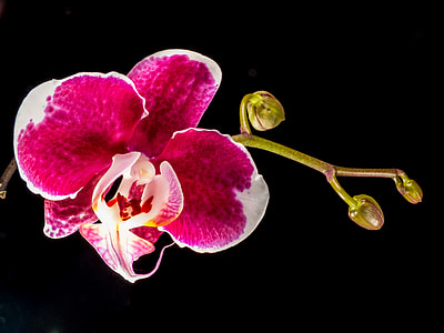 close-up photography of moth orchid in black background thumbnail