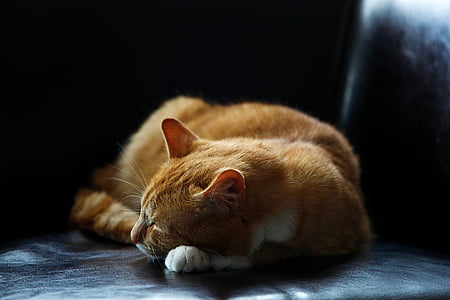 orange tabby cat on gray surface thumbnail