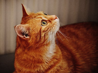 shallow focus photography of orange tabby cat thumbnail